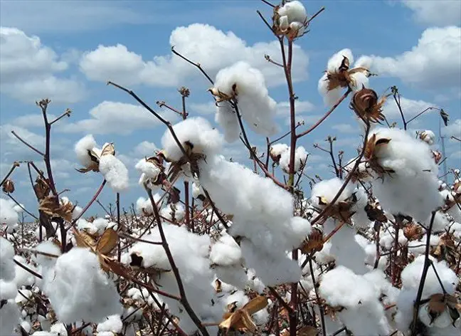 Côte d’Ivoire : le gouvernement institue le zonage agro-industriel dans la filière coton