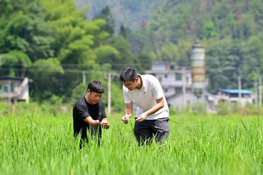 A poverty alleviation official (right) instructs a local villager to deal with rice diseases and insect pests in Miwang village, Mawang township, Youyang Tujia and Miao autonomous county, southwest China's Chongqing municipality, Aug. 3, 2023. (Photo by Qiu Hongbin/People's Daily Online)