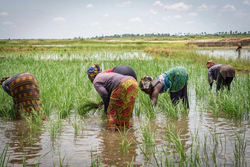 Sénégal : plus de 55 millions d’euros de la BAD pour les productions agricoles, les emplois et les revenus