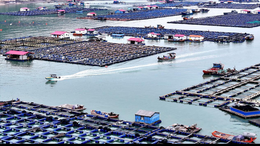 Photo taken on Nov. 22, 2024 shows an offshore marine ranch in the waters of Qixing village, Jiaocheng district, Ningde, southeast China's Fujian province. (Photo by Wang Wangwang/People's Daily Online)