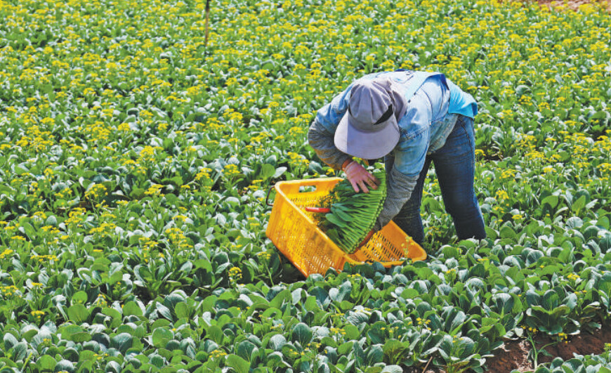 A worker harvests Chinese flowering cabbages in a vegetable planting base in Helan county, Yinchuan, northwest China's Ningxia Hui autonomous region, which mainly supplies its produce to Hong Kong. (Photo by Qin Ruijie/People's Daily)