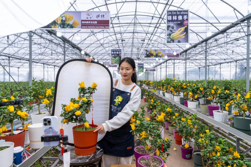 An agricultural innovator sells bonsai via livestream in a greenhouse in Jindong district, Jinhua, east China's Zhejiang province, Dec. 9 2024. (Photo by Yang Meiqing/People's Daily Online)