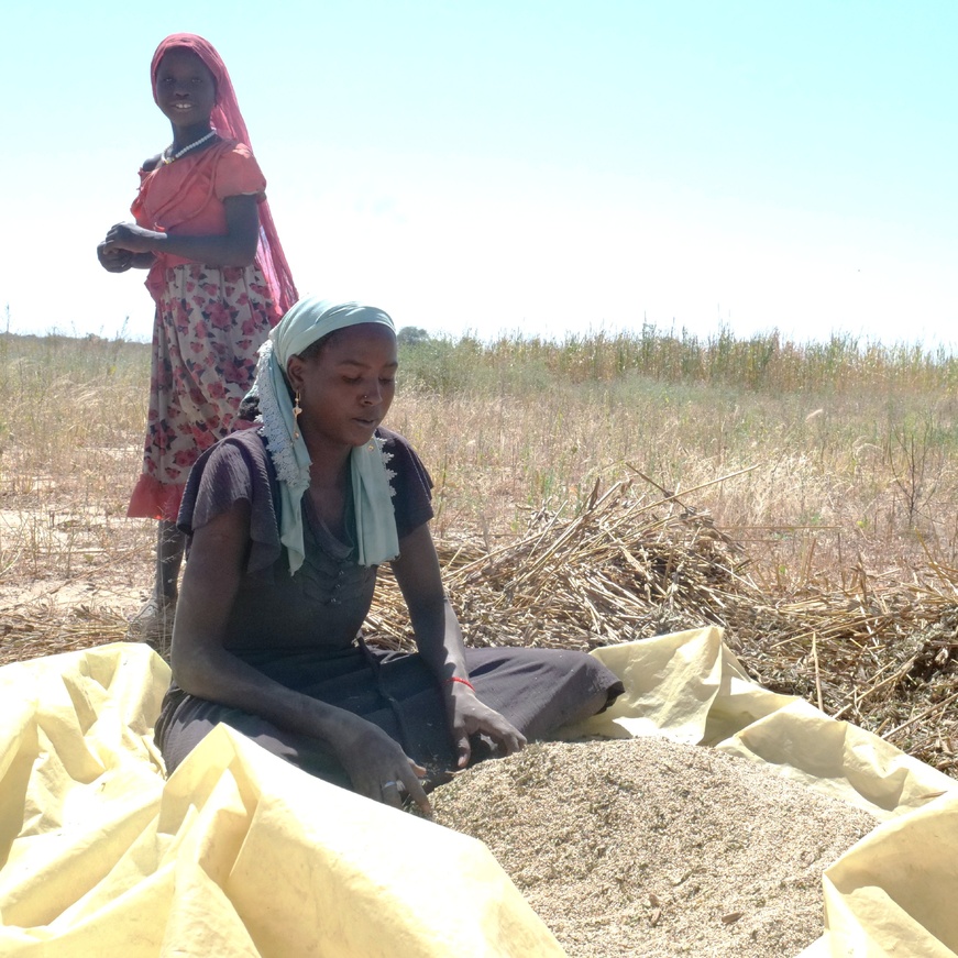 Tchad - Goz Beida : Le sésame, une graine d'espoir pour les femmes