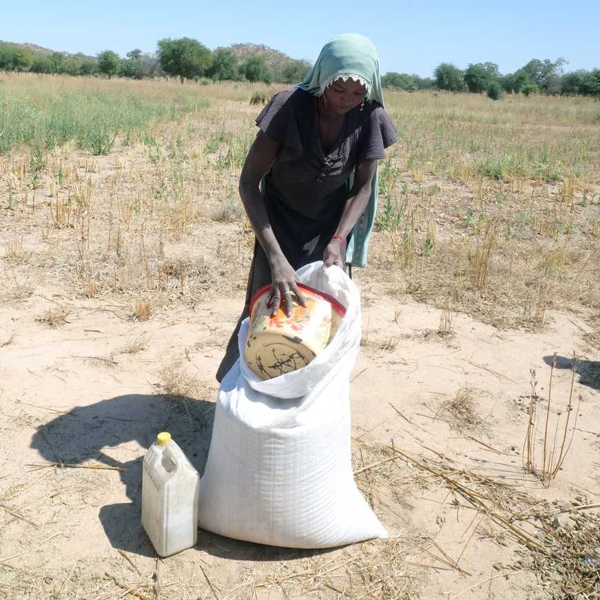 Tchad - Goz Beida : Le sésame, une graine d'espoir pour les femmes