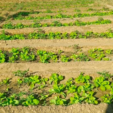 Le PAM et l'Allemagne boostent la production maraîchère au Tchad