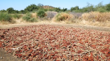 Tchad - 60 hectares de terres transformées : Le PAM change la donne à Sanour