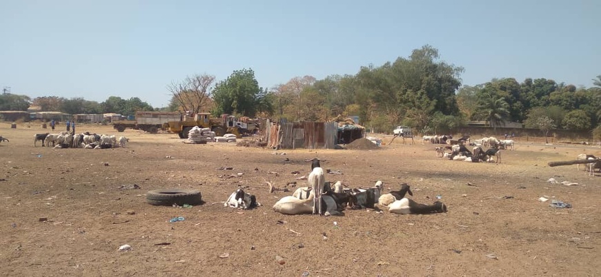 Tchad : le CEG de Doyon partage sa cour avec des troupeaux de moutons