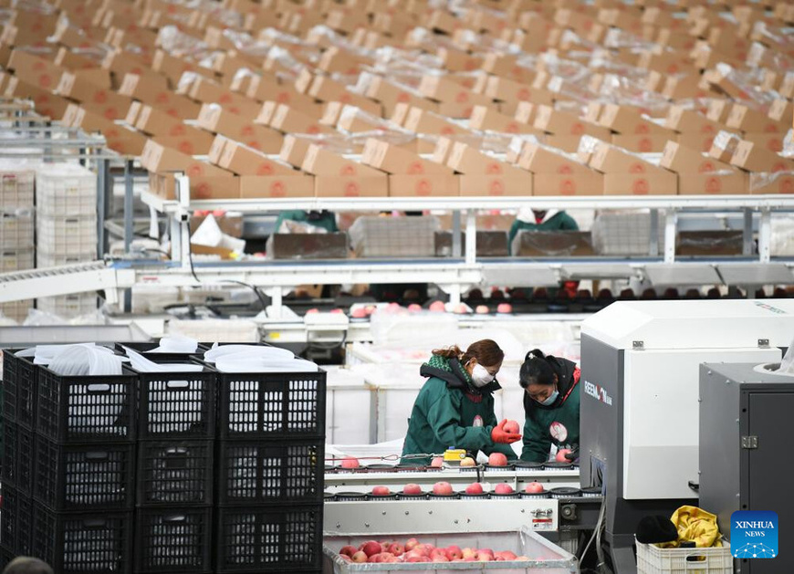 Staff members sort apples at a fruit company in Luochuan County, northwest China's Shaanxi Province, Jan. 6, 2025. Recently, Luochuan County witnessed a peak season of apple sales. Located on the Loess Plateau, the county is suitable for apple planting. In 2024, Luochuan County's apple output reached about 1.14 million tonnes. (Xinhua/Zhang Bowen)