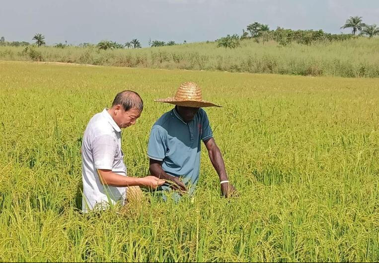 A Chinese rice expert instructs a local farmer in Sierra Leone to prevent and control plant diseases and insect pests. (Photo by Li Youliang)