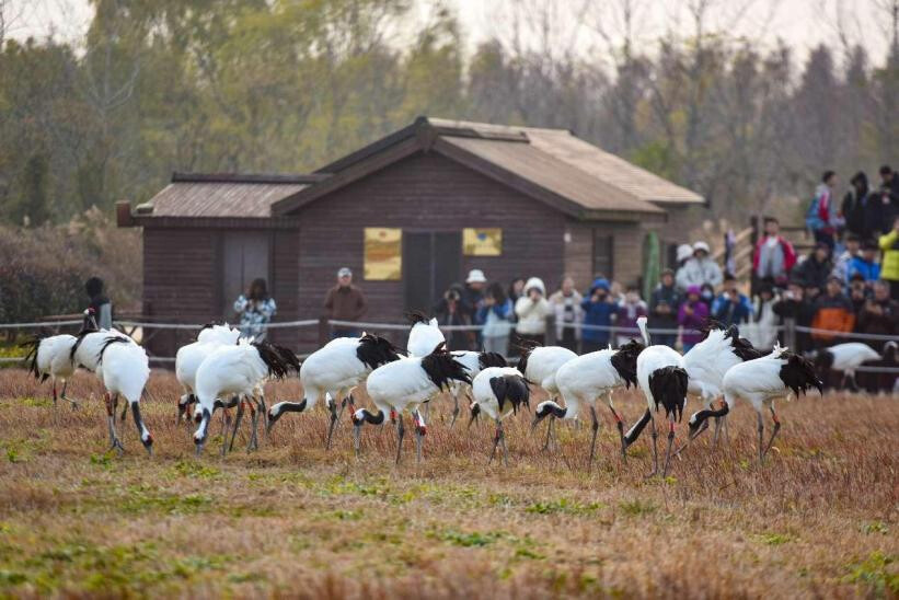 Red-crowned cranes forage in the Jiangsu Yancheng Wetlands and Rare Birds National Natural Reserve, Dec. 13, 2024. (Photo by Zhang Jian/People's Daily Online)