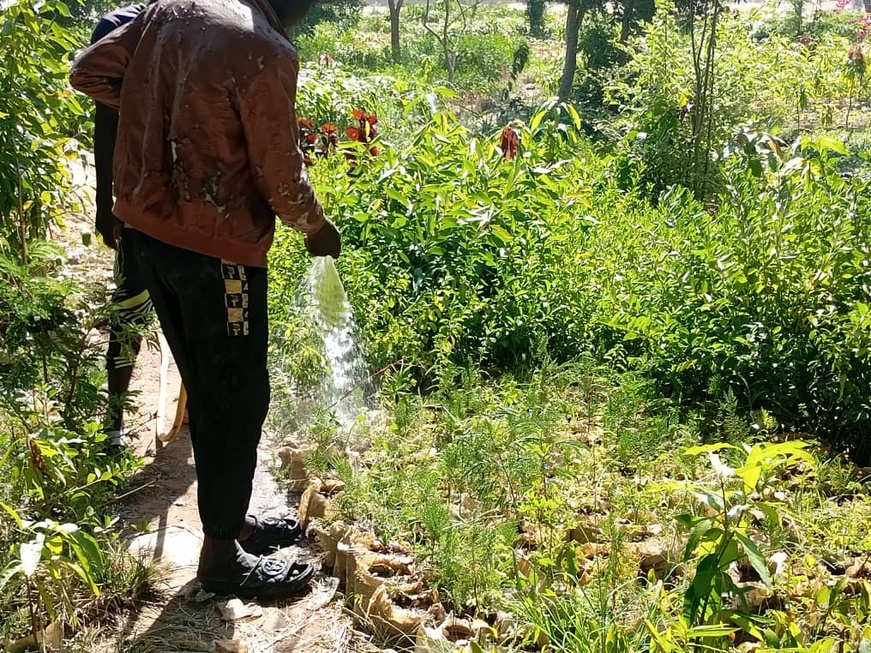 Tchad - Les jardiniers de Ndjari crient famine : le manque d'eau menace la production maraîchère