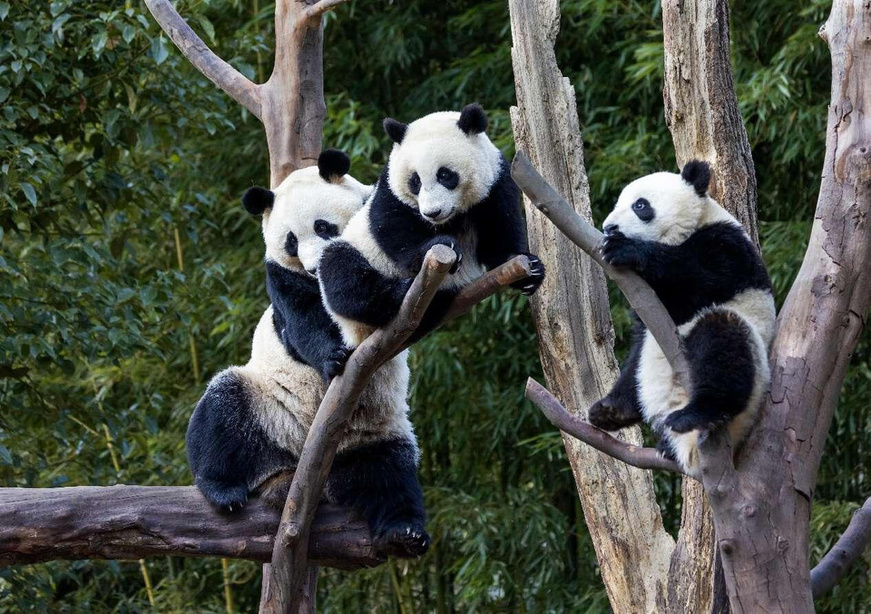 Photo shows pandas at the Shenshuping giant panda base in Wolong National Nature Reserve, southwest China's Sichuan province. (Photo by Chen Xianlin/People's Daily Online)