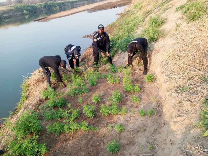 Cameroun : Opération coup de poing contre le trafic de drogue à Touboro, des plantations de chanvre détruites