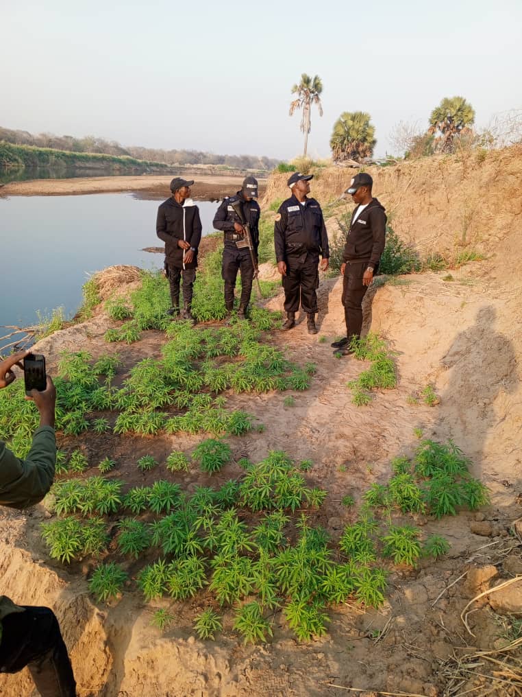 Cameroun : Opération coup de poing contre le trafic de drogue à Touboro, des plantations de chanvre détruites