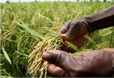 Domaine agricole : Le Tchad et la Suisse font un pas en avant