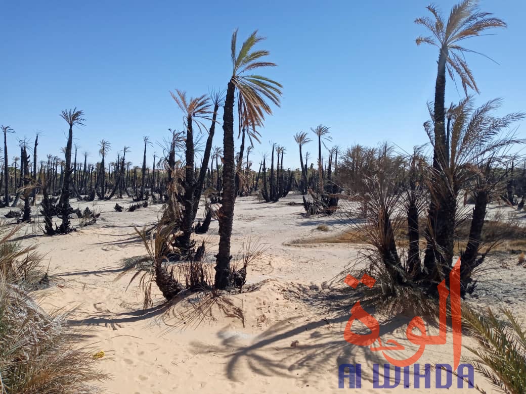 Tchad : un incendie ravage plus de 5.000 pieds de dattiers au Borkou. © Alwihda Info