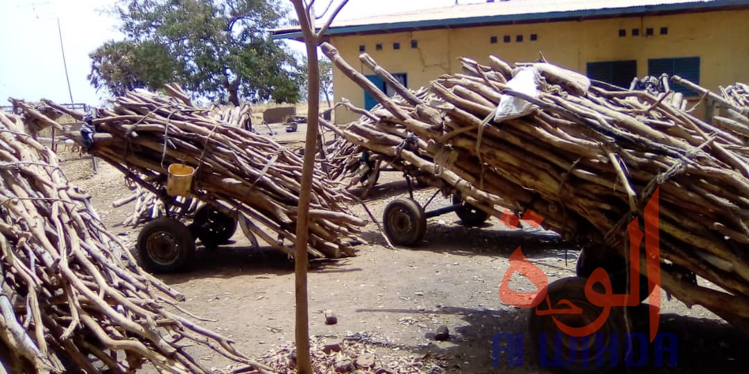 Tchad : déforestation, les services environnementaux sur les nerfs au Mayo Kebbi Ouest. © Foka Mapagne/Alwihda Info