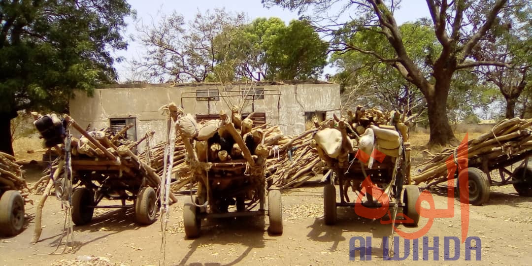 Tchad : déforestation, les services environnementaux sur les nerfs au Mayo Kebbi Ouest. © Foka Mapagne/Alwihda Info