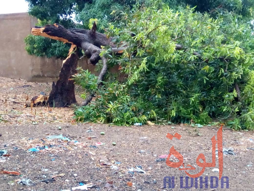 Tchad : des dégâts après une forte pluie et des vents violents à Moundou. © Golmen Ali/Alwihda Info