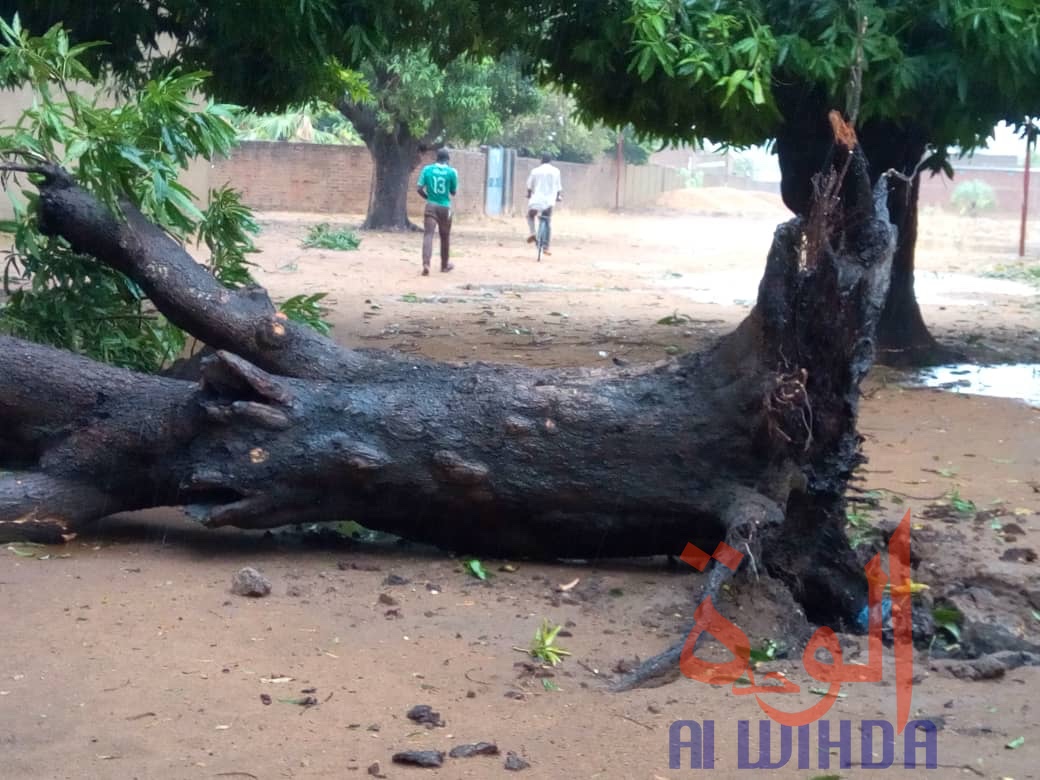 Tchad : des dégâts après une forte pluie et des vents violents à Moundou. © Golmen Ali/Alwihda Info