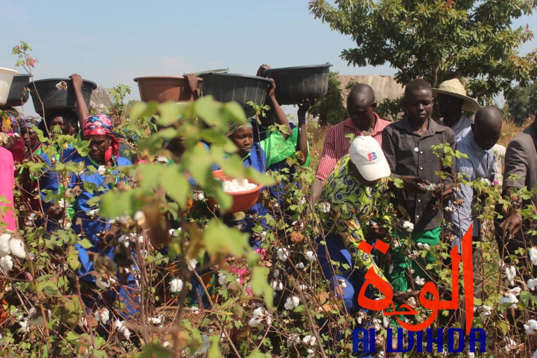 Une récolte de coton dans le champ présidentiel au Sud du Tchad. © Golmen Ali/Alwihda Info