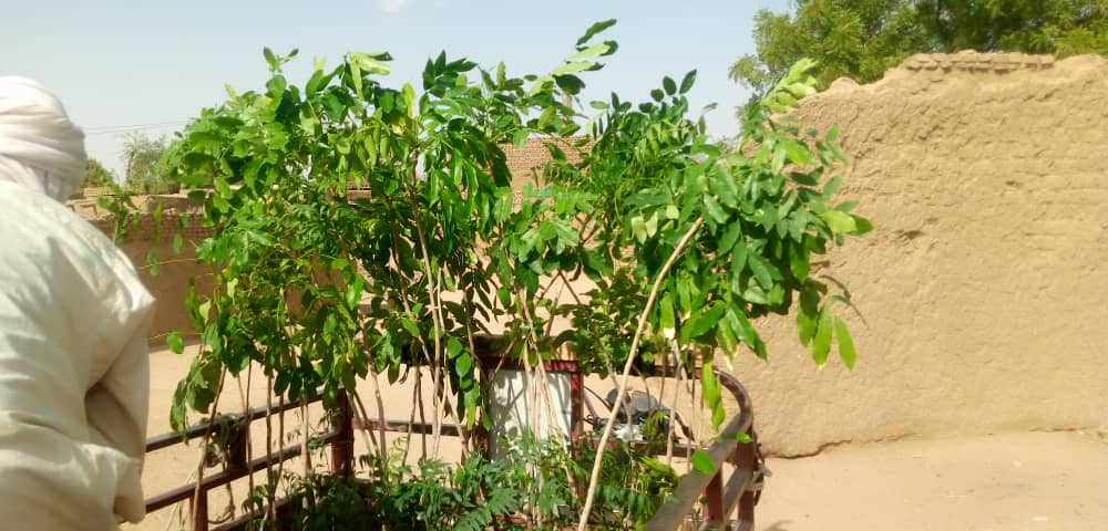 Tchad : à Batouma, près d'Abéché, une opération de reboisement dans un village.