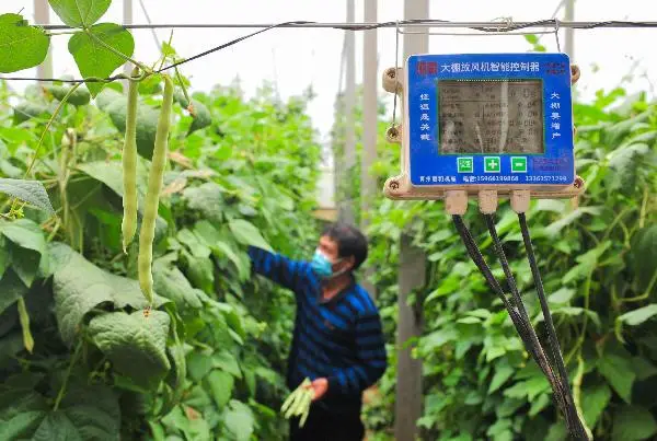 Photo shows a villager picking green beans in a smart greenhouse of an agricultural cultivation base in Beilan village, Gaoliu town, Qingzhou, Weifang of Shandong Province. (Photo/Gmw.cn)