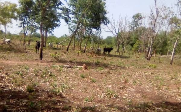 Tchad : au Mayo Kebbi Ouest, le délégué à l'environnement suspendu de ses fonctions