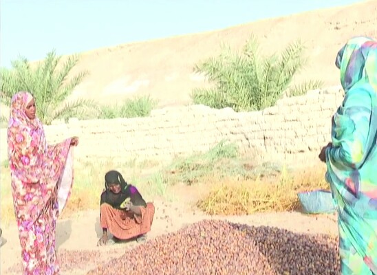 Tchad : au Borkou, les femmes s'autonomisent grâce à l'agriculture