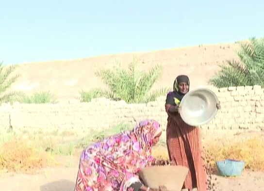 Tchad : au Borkou, les femmes s'autonomisent grâce à l'agriculture