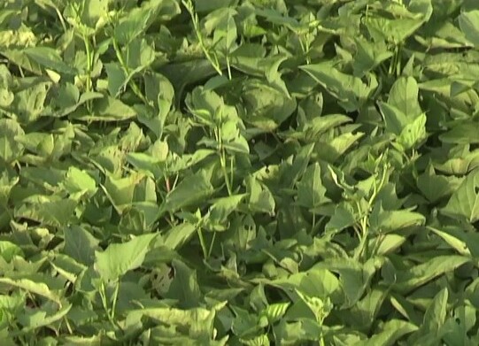 Tchad : au Borkou, les femmes s'autonomisent grâce à l'agriculture