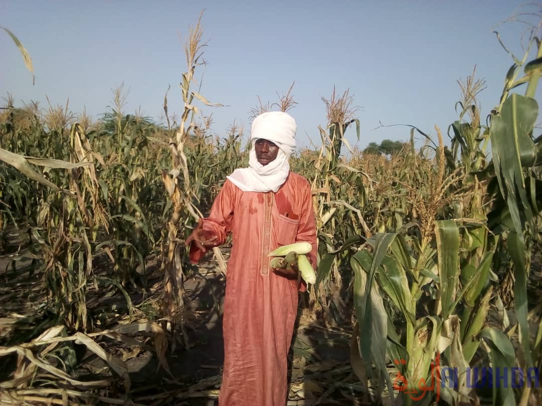 Tchad : des troupeaux d'éléphants font des dégâts à Baltram. © Mbainaissem Gédéon Mbeïbadoum/Alwihda Info