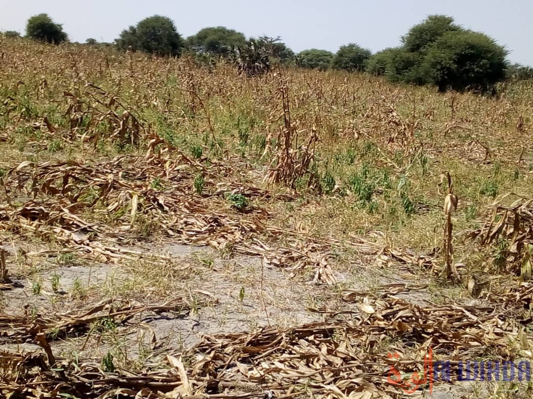 Tchad : des troupeaux d'éléphants font des dégâts à Baltram. © Mbainaissem Gédéon Mbeïbadoum/Alwihda Info