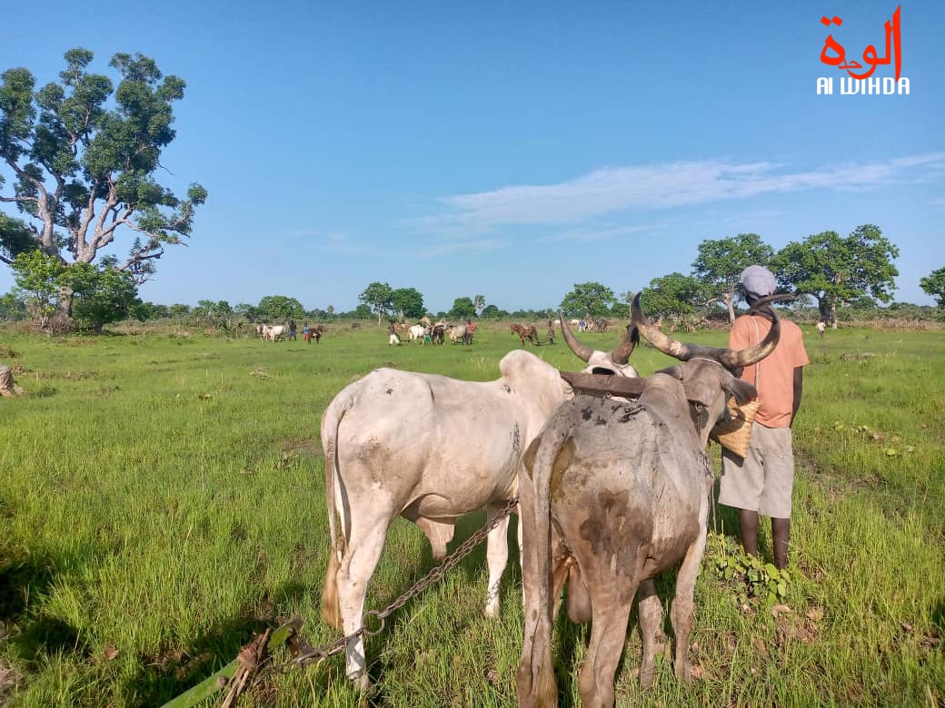 Tchad : des jeunes s'organisent pour les activités agricoles dans les villages