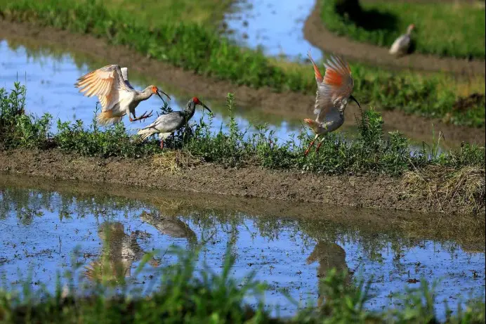 Photo shows crested ibises in a rewilding base in Zhaigou village, Chengguan township, Ningshan county, northwest China's Shaanxi province. (Photo by Yang Ning/People's Daily Online)