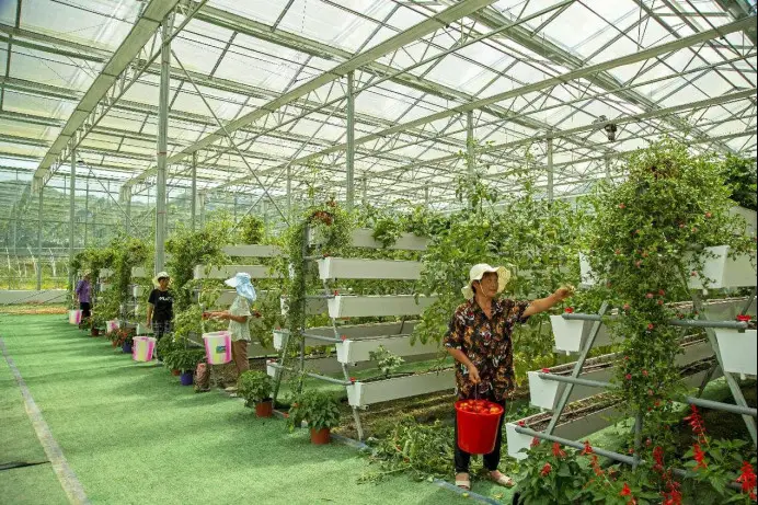 Vegetables and fruits are picked in an intelligent greenhouse in a modern agriculture base in Jizidu village, Enshi, central China's Hubei province. (Photo by Tan Hua/People's Daily Online)