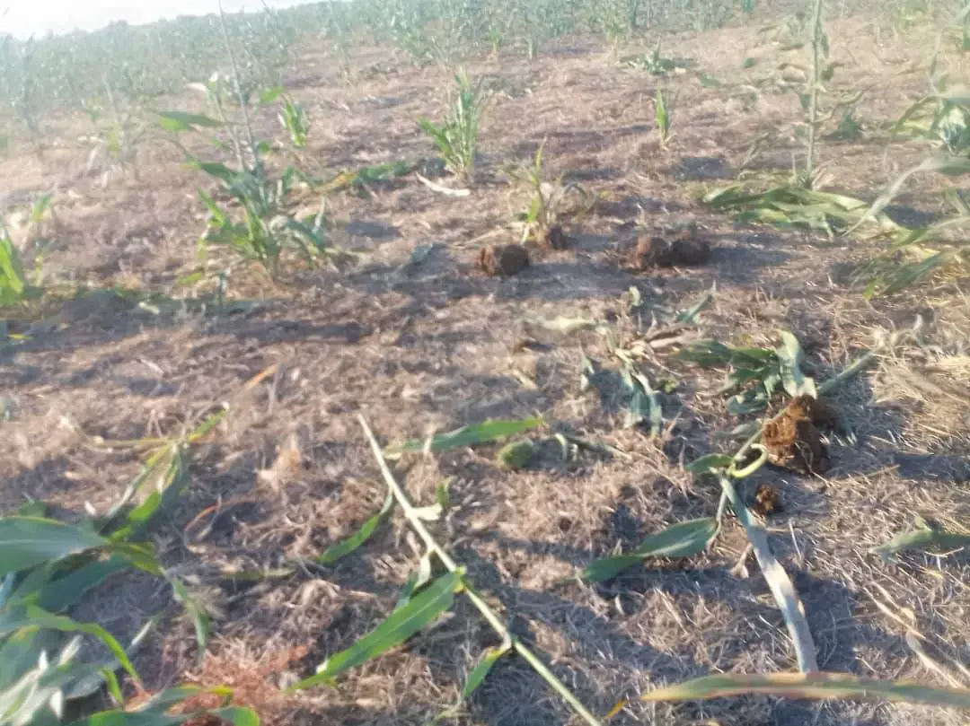 Cameroun : Plus de 30 hectares des champs dévastés par les éléphants à l’Extrême-Nord