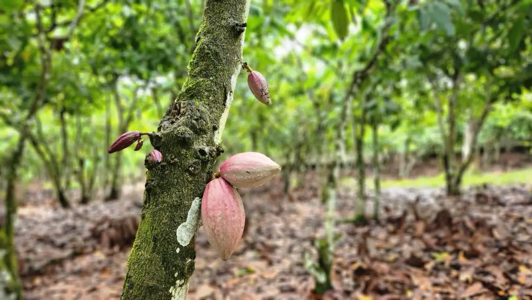 Le programme de crédit de la Banque africaine de développement permet à un distributeur d’intrants agricoles de décupler l’offre d’engrais pour les plantations de cacao en Côte d’Ivoire