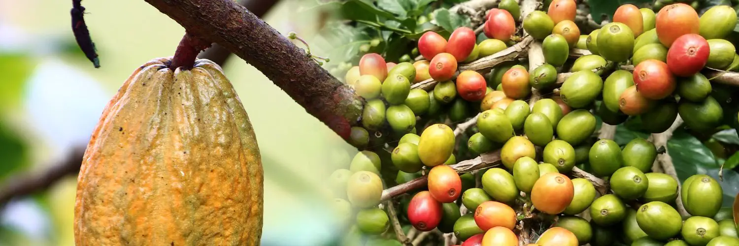Côte d’Ivoire : Le Conseil Café-Cacao ivoirien en guerre contre les opérateurs libanais du cacao