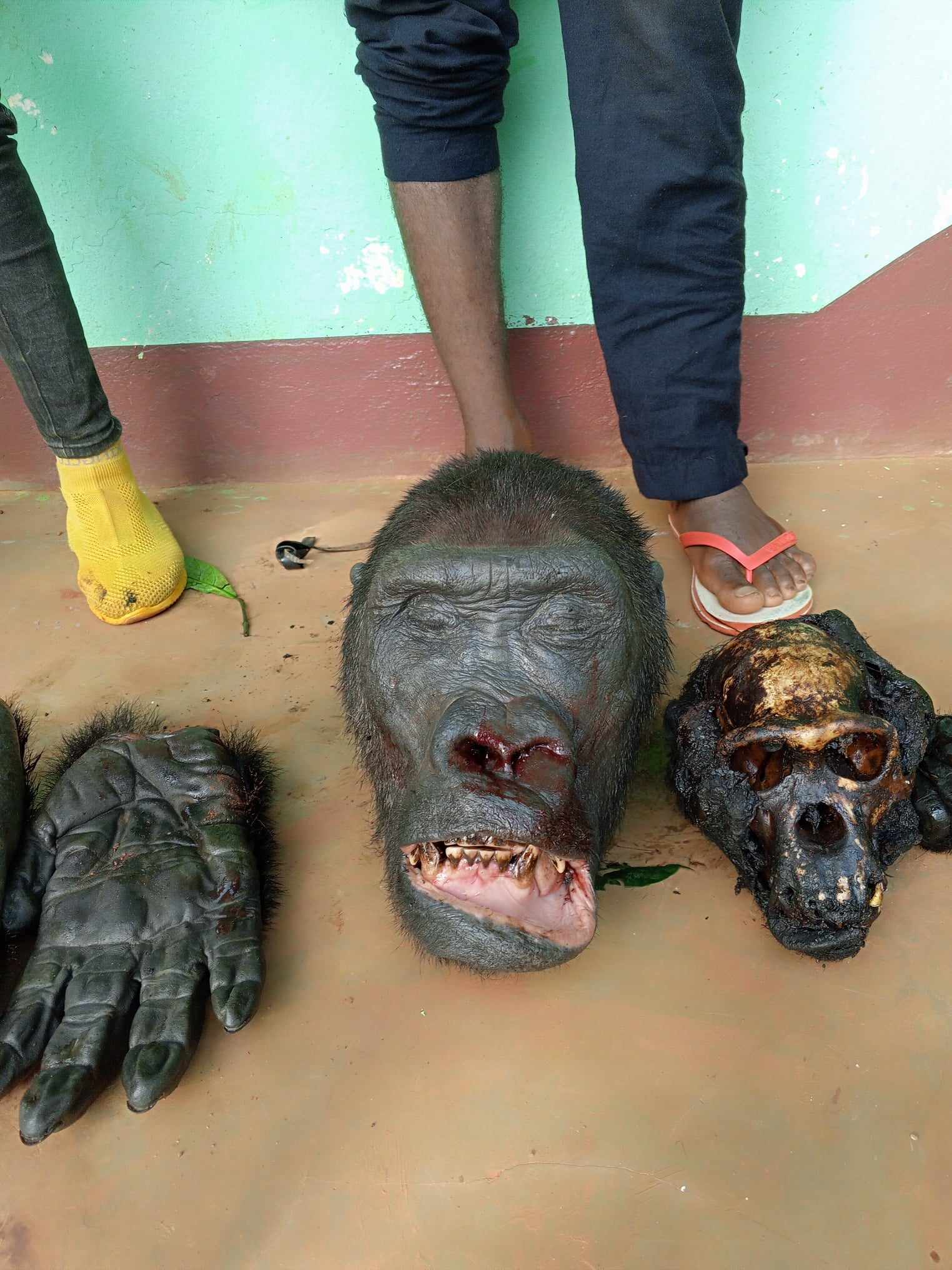 Cameroun : deux trafiquants fauniques arrêtés avec des parties de gorilles à Doumé