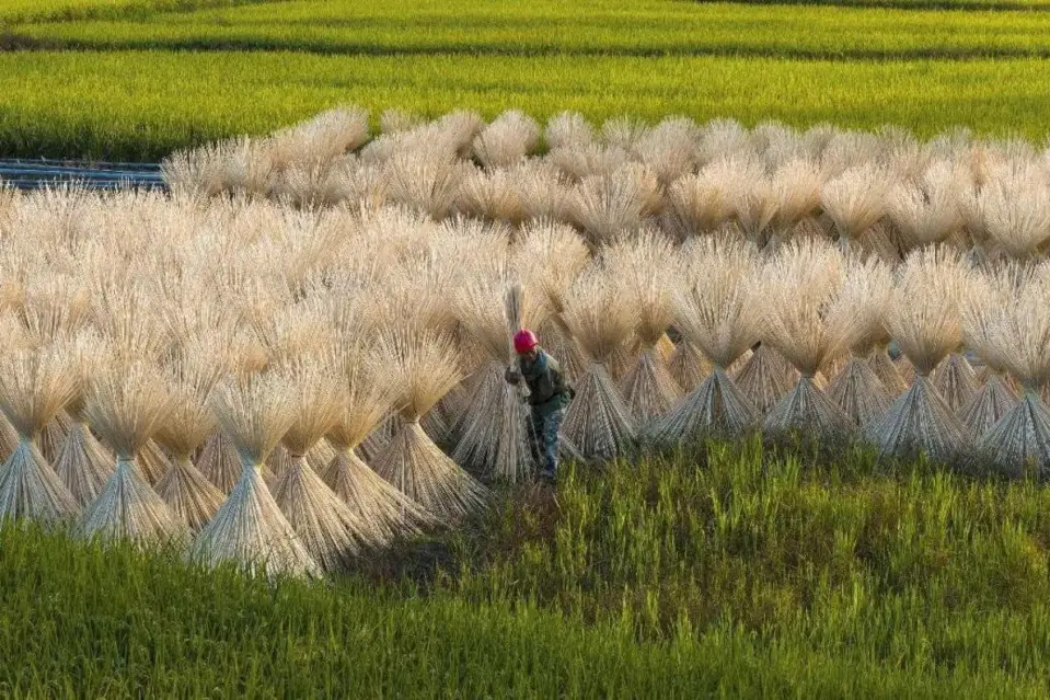 Bamboo strips are dried in a bamboo processing factory in Guantian township, Chongyi county, east China's Jiangxi province. (Photo by Qiu Xinsheng/People's Daily Online)