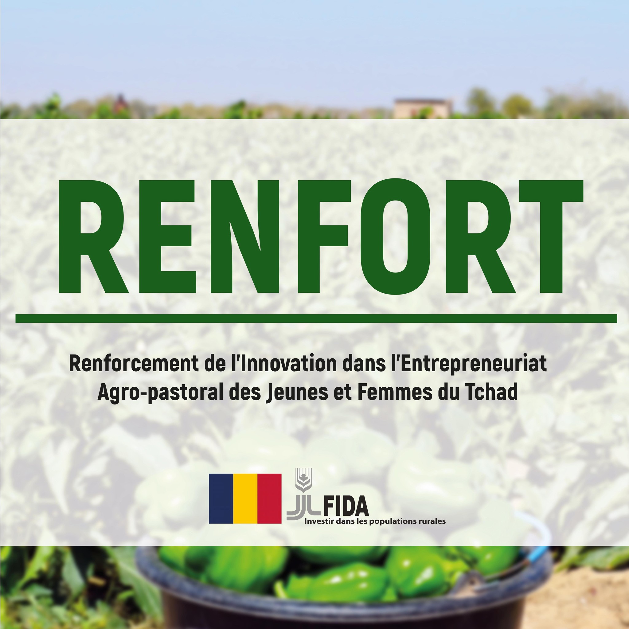 Tchad : Recrutement des Opérateurs (ONG locales, associations, etc.) chargés d'encadrement par le Projet RENFORT