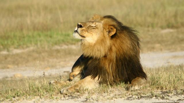 Le Zimbabwe Restreint La Grande Chasse Après La Mort Du Lion Cecil