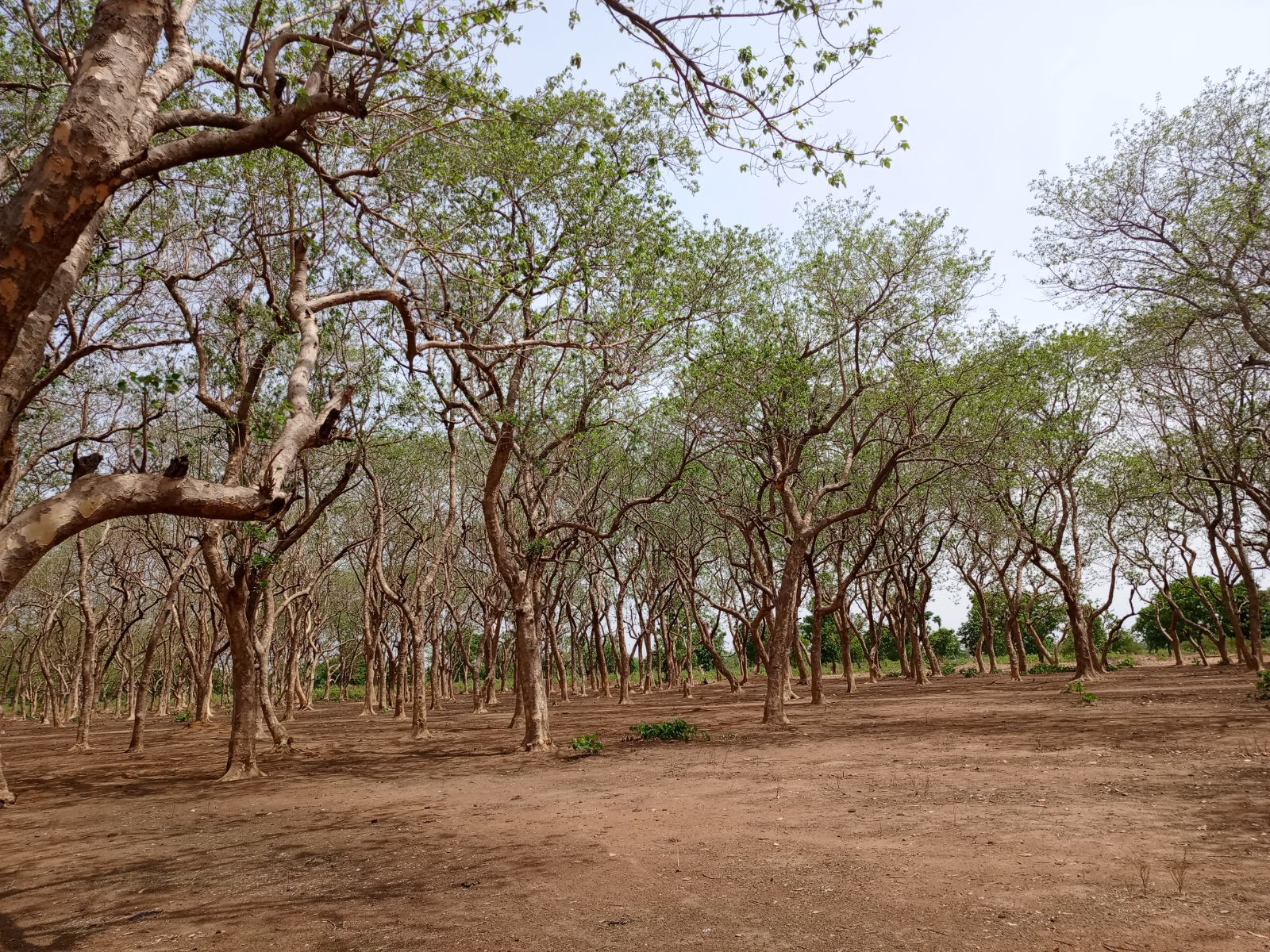 Tchad : dans le Logone Occidental, la désertification avance