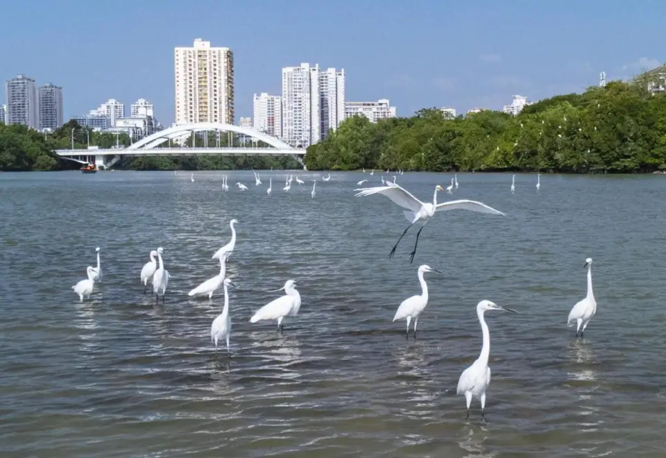 Photo shows egrets on the Sanya River in Sanya, south China's Hainan province. (Photo by Ye Longbin/People's Daily Online)