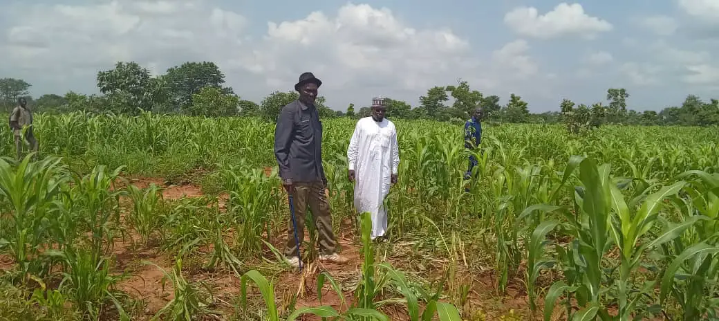 Tchad : 52,5 hectares de sorgho et d'arachide détruits par les éléphants dans le canton Gueble