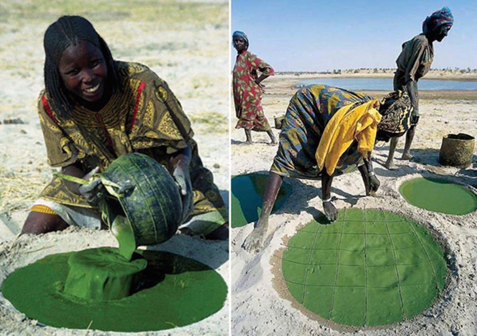 La spiruline, un remède traditionnel oublié de nos jours au Tchad