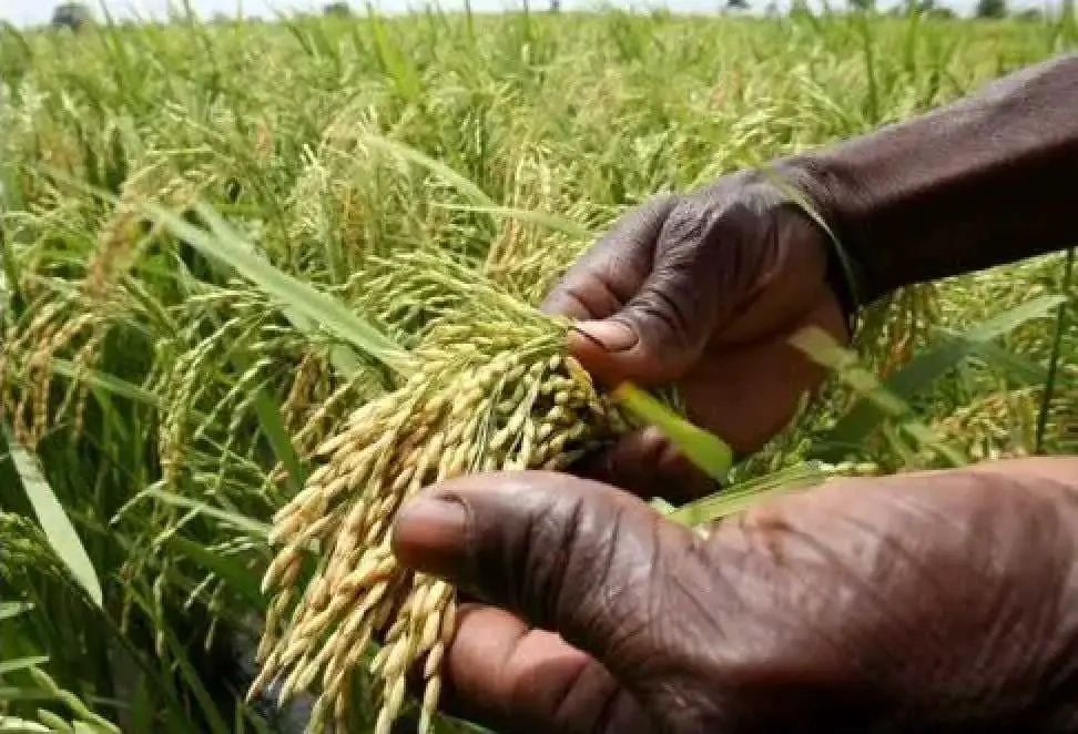 Tchad : le réchauffement climatique impacte sur le calendrier agricole