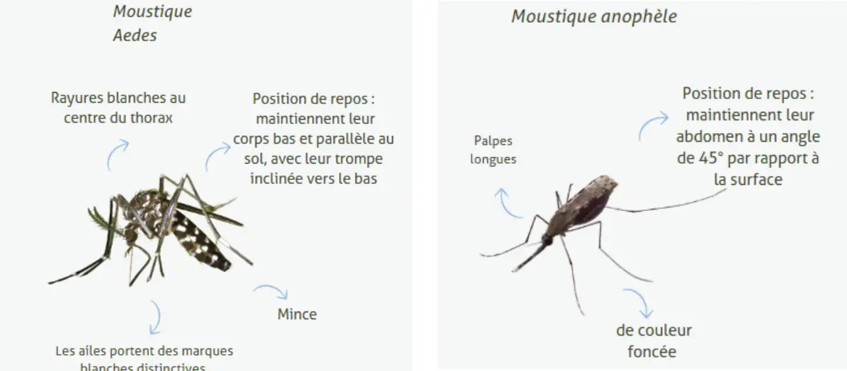 Dengue ou paludisme? Comment distinguer les maladies transmises par les moustiques