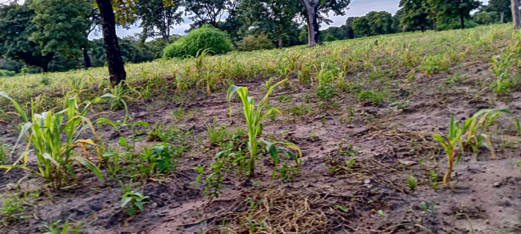 Tchad : plusieurs champs de mil dévastés par les insectes dans le canton Kome Ndolebe